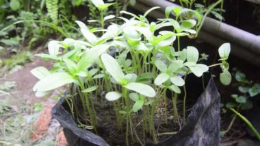 Poşetlerdeki çin çiçeği tohumlarının gözden geçirilmesi