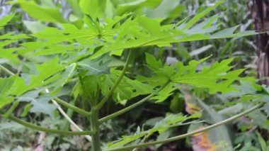 close up of wilted papaya leaves exposed to sunlight on a hot day