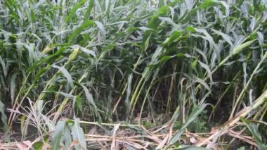 Şiddetli rüzgarlar tarafından çarpılan mısır bitkilerinin görüntüsü