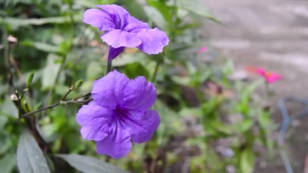 Primer Plano Una Flor Kencana Púrpura Flor — Vídeos de Stock