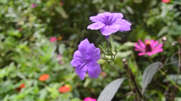 咲く紫色のケンカナの花の近くに — ストック動画