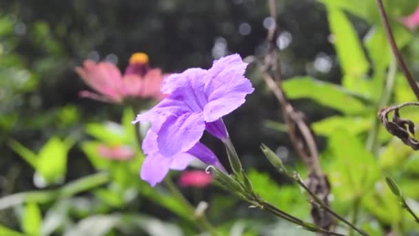 Zbliżenie Kwitnącego Purpurowego Kwiatu Kencana — Wideo stockowe