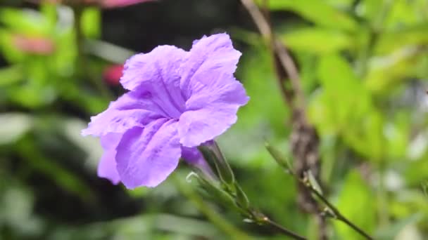 Zbliżenie Kwitnącego Purpurowego Kwiatu Kencana — Wideo stockowe