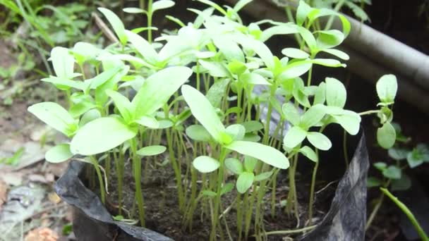 ポリ袋のジニアの花の植物の種のレビュー — ストック動画
