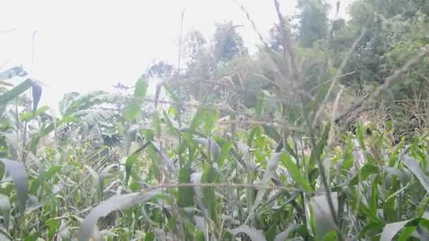 Vista Plantas Milho Jardim Plantas Milho Jovens Jardins Terras Baixas — Vídeo de Stock