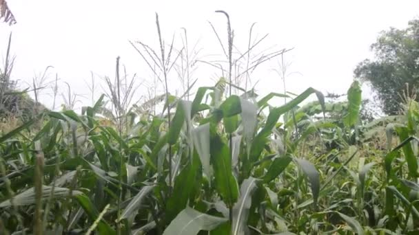 Вид Кукурудзяні Рослини Саду Молоді Кукурудзяні Рослини Низинних Садах Під — стокове відео