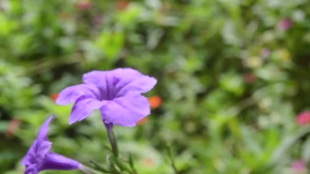 Primer Plano Una Flor Kencana Púrpura Flor — Vídeos de Stock