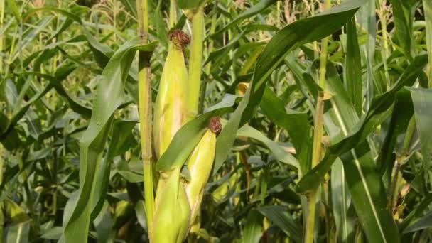 Close Corn Garden Maize Grown Lowlands — Stock Video