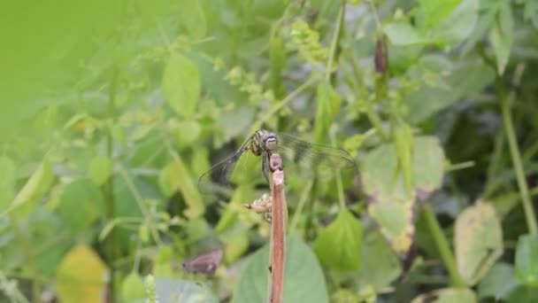 Nahaufnahme Einer Libelle Auf Einem Trockenen Ast — Stockvideo