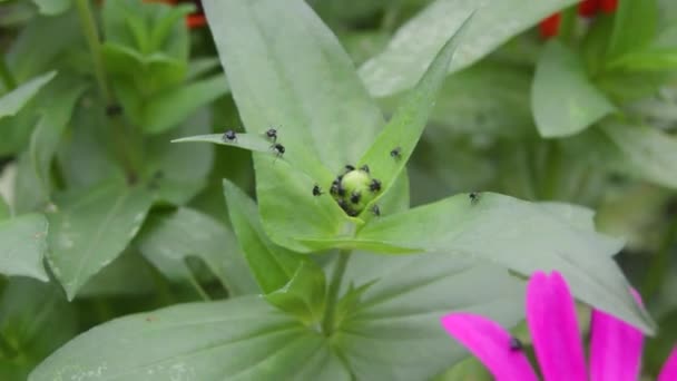 Insects Surround Petals Flowers Have Yet Bloomed — Stok video