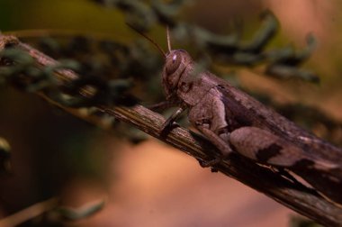Kahverengi çekirgeye yaklaşın. Sapıyla kamufle olun.