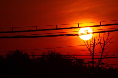Gün batımında ağaç gövdeleri ve yapraklarıyla