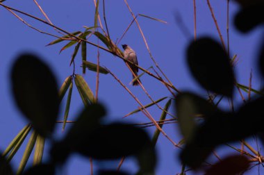 Odaklanmış ispinoz ya da bambu dalındaki Pycnonotus aurigaster. Sooty-head Bulbul.