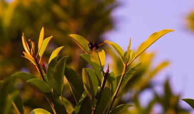 Sapodilla yapraklarını ve yükselen kara eşekarılarını kapatın.