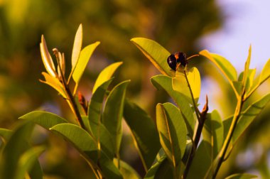 Sapodilla yapraklarını ve yükselen kara eşekarılarını kapatın.