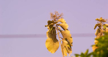 Ağaçların yaprakları, yaprakları ve çiçekleri berrak bir arka planda