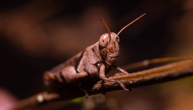 Kahverengi çekirgeye yaklaşın. Sapıyla kamufle olun.