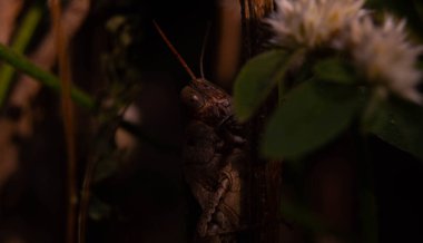 Kahverengi çekirgeye yaklaşın. Sapıyla kamufle olun.