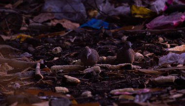 perkutut kuş veya Geopelia striata çöplerle dolu bir parkta yiyecek arıyor.