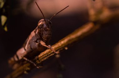 Kahverengi çekirgeye yaklaşın. Sapıyla kamufle olun.
