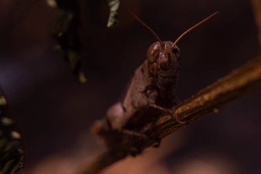 Kahverengi çekirgeye yaklaşın. Sapıyla kamufle olun.