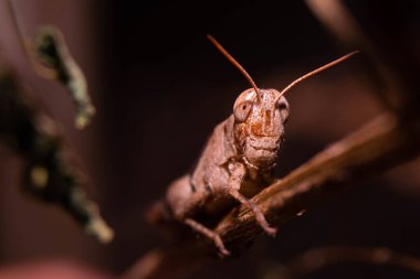 Kahverengi çekirgeye yaklaşın. Sapıyla kamufle olun.