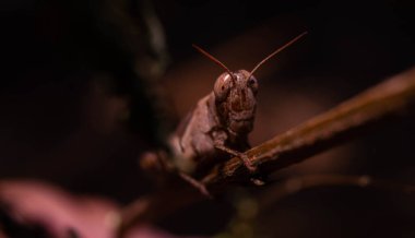 Kahverengi çekirgeye yaklaşın. Sapıyla kamufle olun.