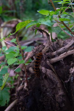 Şiddetli rüzgarlar yüzünden çöken mısır bitkilerinin manzarası.