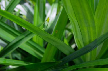 Pandan bitkisinin yaprakları veya Pandanus amiarilfolius