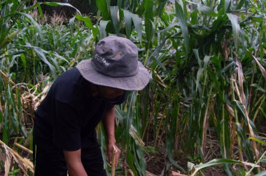 gresik, Endonezya, 02 Ocak 2023 - mısır tarlasında genç çiftçiye ateş edildi