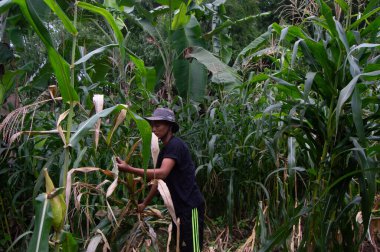gresik, Endonezya, 02 Ocak 2023 - mısır tarlasında genç çiftçiye ateş edildi