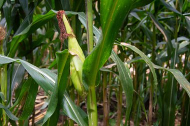 Mısır meyvesi olgunlaşmaya ve hasat etmeye hazır..