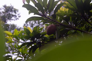 Sapodilla Güzellik - Chiko Meyve Bitkisi. Sapodilla meyvesi ağaçta, sapodilla meyvesi bahçede yakın mesafede.