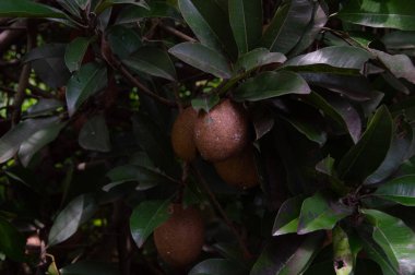 Sapodilla Güzellik - Chiko Meyve Bitkisi. Sapodilla meyvesi ağaçta, sapodilla meyvesi bahçede yakın mesafede.