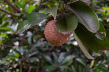 Sapodilla Güzellik - Chiko Meyve Bitkisi. Sapodilla meyvesi ağaçta, sapodilla meyvesi bahçede yakın mesafede.
