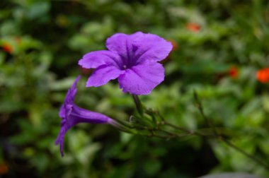 Mor bir Kencana çiçeğine yaklaş.