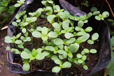 Poşetlere zinnia çiçeği tohumları ekiyorum.