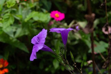 Mor bir Kencana çiçeğine yaklaş.