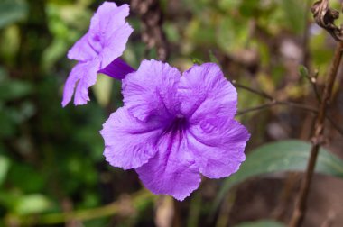 Mor bir Kencana çiçeğine yaklaş.