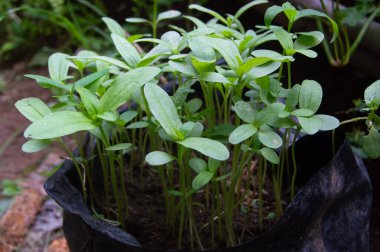 Zinnia çiçek tohumları çok poşetlerde