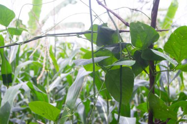 Yoğun meyvesi olan uzun fasulye bitkisi..