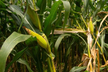 shot on old corn ready to harvest in the garden