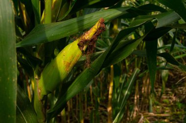 shot on old corn ready to harvest in the garden