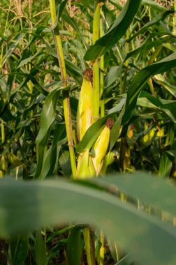 shot on old corn ready to harvest in the garden