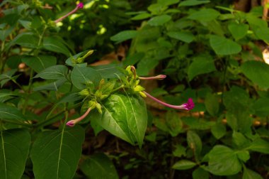 Mirabilis Jalapa, Mirabilis cinsinin en yaygın yetiştirilen süs bitkisi türüdür.