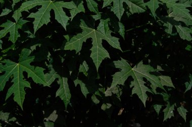 shot on cassava leaves.Cassava leaves have nutritional content consisting of vitamin A, vitamin B1, vitamin B6, vitamin C, magnesium, potassium, calcium, iron, manganese, zinc and so on.