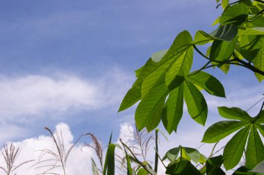 shot on cassava leaves. Cassava leaves have nutritional content consisting of vitamin A, vitamin B1, vitamin B6, vitamin C, magnesium, potassium, calcium, iron, manganese, zinc and so on.