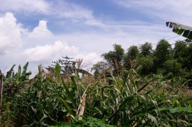 landscape of corn fields during the day when the weather is sunny. background of clouds and clear sky.