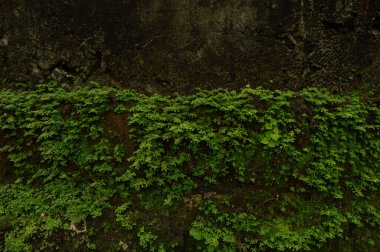 mosses and wild plants that grow on the walls outside the house