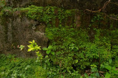 mosses and wild plants that grow on the walls outside the house